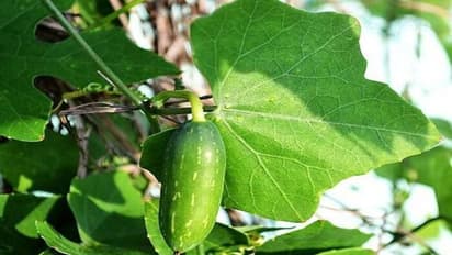 இதயம் சம்பந்தமான நோயை குணமாக்க பச்சை "கோவைக்காய்" சாப்பிடுங்க.. வியக்க வைக்கும் அற்புத நன்மைகள் பல!