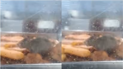 ആശുപത്രി കാന്‍റീനിലെ ചില്ലലമാരയില്‍ ഓടിനടന്ന് പഴംപൊരിയും വടയും അകത്താക്കി എലി, ദൃശ്യം പുറത്ത്