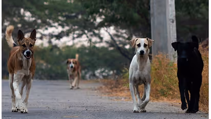 ಚಿರತೆ ದಾಳಿಯಿಂದ ಸ್ನೇಹಿತನ ರಕ್ಷಿಸಿದ ಬೀದಿನಾಯಿಗಳು: ವೀಡಿಯೋ ವೈರಲ್