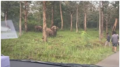 കാട്ടാനയെ പ്രകോപിച്ചു; കേസെടുത്ത് വനംവകുപ്പ്; വേട്ടയാടലിന് തുല്യമെന്ന് അധികൃതർ