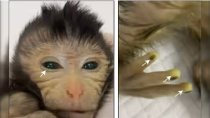 Chinese scientists create first-of-its-kind chimera monkey with green eyes, glowing fingertips