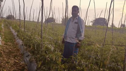 ಕೋಲಾರ: ದರ ಕುಸಿತ, ಈಗ ಬಜ್ಜಿ ಮೆಣಸಿನಕಾಯಿ ಸರದಿ, ಸಂಕಷ್ಟದಲ್ಲಿ ಅನ್ನದಾತ..!