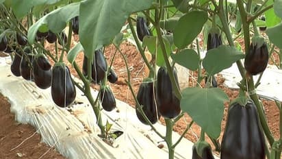 ಬೆಂಗಳೂರು ಕೃಷಿ ಮೇಳದಲ್ಲಿ ಬಾಟಲ್ ಬದನೆ ಆಕರ್ಷಣೆ: ಇದರ ವಿಶೇಷತೆಯೇನು ಗೊತ್ತಾ?