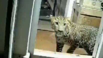 'പൂച്ചയെ പോലെ പമ്മി പമ്മി വീട്ടില് കയറിയ ആളെ കണ്ട് ഞെട്ടി' ! ആക്രമണത്തില് ആറ് പേര്ക്ക് പരിക്ക് !