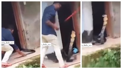 മുഖാമുഖം; വാലില് പിടിച്ചപ്പോള് പത്തി വിടര്ത്തി ഉയര്ന്ന് പൊങ്ങി രാജവെമ്പാല, ഭയം അരിച്ചിറങ്ങുന്ന വീഡിയോ !