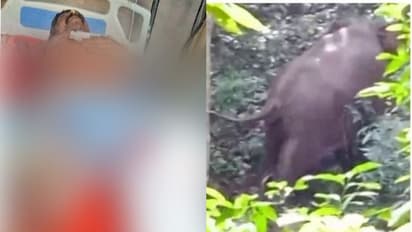 ടാപ്പിംഗിനിടെ തൊഴിലാളിയുടെ കാല് ചവിട്ടിയൊടിച്ച് കാട്ടാന, ചുഴറ്റിയെറിഞ്ഞു, വേലിയിൽ ചോര വാർന്ന നിലയിൽ കണ്ടെത്തി