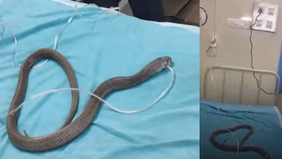 നിർത്തിയിട്ട ഇന്നോവയിൽ ഉഗ്രവിഷമുള്ള മൂർഖൻ, ഫിനോയിൽ പ്രയോഗം പണിയായി; ഒടുവിൽ കൃത്രിമ ശ്വാസം നൽകി രക്ഷപ്പെടുത്തി