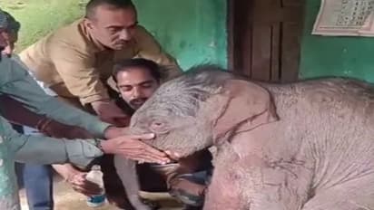 ಮಡಿಕೇರಿ: ಕರುಳ ಬಳ್ಳಿಯ ತಾಯಿ ಜೊತೆ ಸೇರಿಸಿದ ಅರಣ್ಯ ಇಲಾಖೆ ಸಿಬ್ಬಂದಿ..!