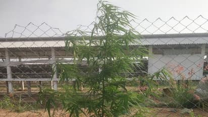 ಕೋಲಾರ: ಪೌಲ್ಟ್ರಿ ಫಾರಂ ಆವರಣದಲ್ಲಿ ಗಾಂಜಾ ಗಿಡ ಬೆಳೆದಿದ್ದ ಮೂವರ ಬಂಧನ