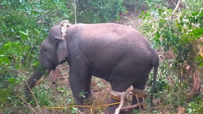 Chikkamagaluru: ಕಿಲ್ಲರ್ ಒಂಟಿ ಸಲಗ ಆಪರೇಷನ್ ವೇಳೆ ಮತ್ತೊಂದು ಕಾಡಾನೆ ಸೆರೆ