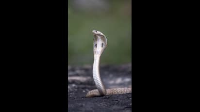   ಕನಸಿನಲ್ಲಿ ಹಾವು ಕಂಡರೆ ಅದು ಶುಭವೋ ಅಶುಭವೋ