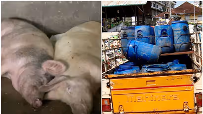 മുടങ്ങിയത് പാവം പന്നികൾക്കുള്ള ഭക്ഷണം; പിടിച്ചെടുത്തത് 8 വണ്ടികൾ, പരസ്പരം തർക്കിച്ച് കോര്പ്പറേഷനും കര്ഷകരും