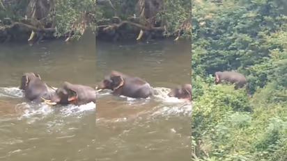 കക്കാട്ടാറില്‍ കൊമ്പന്‍മാരുടെ കലക്കിക്കുളി, ആശങ്കയോടെ നാട്ടുകാർ, ഒടുവില്‍... 