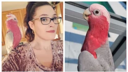 പേപ്പര്‍ വര്‍ക്ക് ശരിയല്ല; മൂന്ന് മാസത്തോളം കസ്റ്റംസിന്‍റെ തടവില്‍ കഴിഞ്ഞ പക്ഷിക്ക് ഒടുവില്‍ മോചനം !