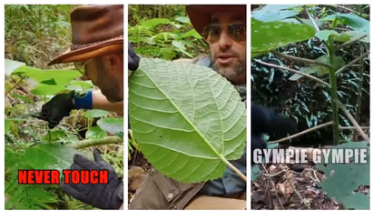 ഇലയില്‍ തൊട്ടാല്‍ അതികഠിനമായ വേദന; ജിംപി-ജിംപി എന്ന 'ആത്മഹത്യാ ചെടി' യെ കുറിച്ച് എന്തറിയാം ? 