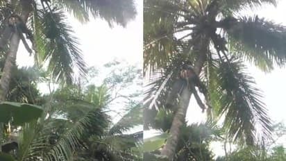 തൃശൂരിൽ 42 അടി ഉയരത്തിൽ തെങ്ങിൽ തൂങ്ങിക്കിടന്നു; നിസഹായനായി കുടുങ്ങിയ യുവാവിന് അര മണിക്കൂറിനകം രക്ഷകരെത്തി !!