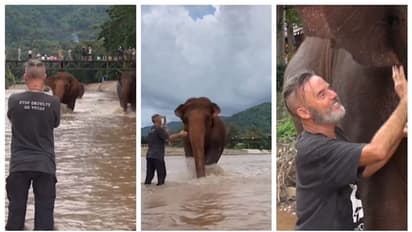 ചങ്ങലയുമില്ല, തോട്ടിയും ഇല്ല; തങ്ങളുടെ പാപ്പാനെ കാണാനായി ഓടിവരുന്ന ആനകള് ! വൈറലായി ഒരു സ്നേഹബന്ധം