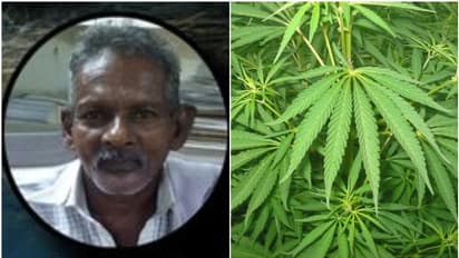 പച്ചക്കറി കൃഷിക്കിടയില്‍ കഞ്ചാവ് ചെടിയും നട്ടുവളര്‍ത്തി; 68കാരന്‍ പിടിയില്‍