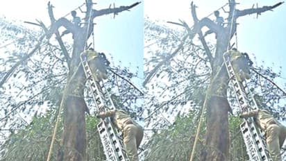 മരം മുറിക്കുന്നതിനിടെ കൊമ്പ് പൊട്ടി വീണു, കൈയ്യൊടിഞ്ഞ് 30 അടി ഉയരത്തിൽ യുവാവ് കുടുങ്ങി; സാഹസിക രക്ഷപ്പെടൽ