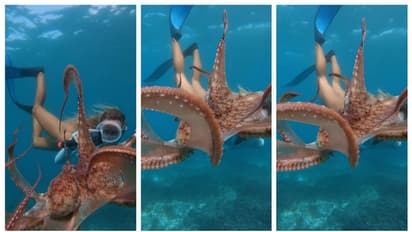 നീരാളിയുമൊത്ത് മുഖാമുഖം; കടലിനടിയില് നീരാളിയുടെ മുന്നില്പെട്ട യുവതിയുടെ വീഡിയോ വൈറല് !