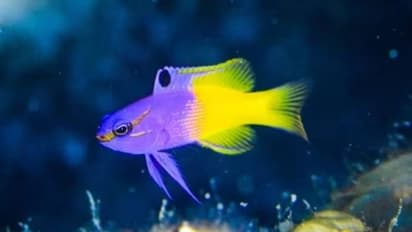 കോടികൾ വരെ വിലവരുന്ന മത്സ്യങ്ങൾ, ഒരെണ്ണം മതി ജീവിതം മാറിമറിയാൻ..!