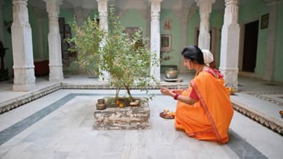 Tulsi worship: How to worship Tulasi Devi to attain her blessings? Read HERE