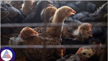 ಬೆಂಗಳೂರು ಕೃಷಿ ಮೇಳದಲ್ಲಿ ಗಿಣಿ ಮೂಗಿನ ಕೋಳಿಮರಿಗೆ ಭಾರಿ ಬೇಡಿಕೆ