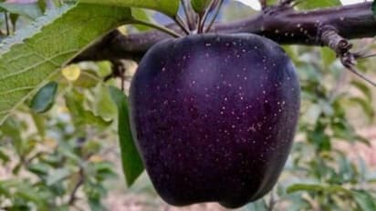 ഇതാണ് കറുത്ത ആപ്പിള്; ഒന്നിന് വില എത്രയാണെന്ന് അറിയാമോ?