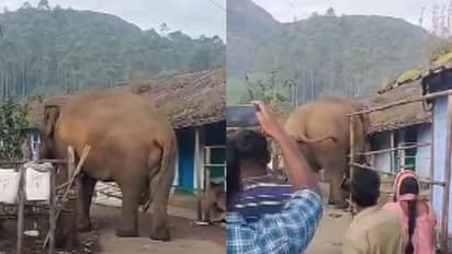 പടയപ്പ 'കലിപ്പിൽ'; ദേവികുളത്ത് പച്ചക്കറി കൃഷി നശിപ്പിച്ചു, എസ്റ്റേറ്റിൽ നിലയുറപ്പിച്ച കാട്ടാനയെ തുരത്താൻ ശ്രമം