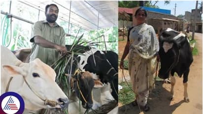 ಬೆಂಗಳೂರು ನಿವಾಸಿಗಳಿಗೆ ಹಸು ಸಾಕಲು ಅರ್ಜಿ ಆಹ್ವಾನಿಸಿದ ಸರ್ಕಾರ: ಮಿಶ್ರತಳಿ ಹಸುಗೆ ಭರ್ಜರಿ ಸಹಾಯಧನ