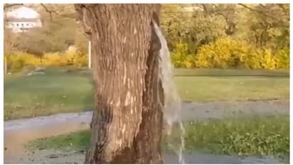 150 വര്‍ഷം പഴക്കമുള്ള മള്‍ബറി മരത്തില്‍ നിന്നും ജലപ്രവാഹം; വീഡിയോ കണ്ടത് രണ്ട് കോടിയോളം പേര്‍ !