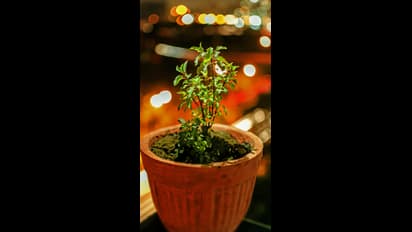 100 ಗ್ರಾಂ ತುಳಸಿಲಿ ಎಷ್ಟೆಲ್ಲ ನ್ಯೂಟ್ರಿಶನ್ ಇದೆ, ಆದ್ರೆ ಗರ್ಭಿಣಿಯರು ಸೇವಿಸ್ಬೋದಾ?