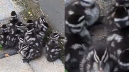 വീടിന് ചുറ്റും പരുന്തുകൾ വട്ടമിട്ടു, നായ്ക്കൾ കുരച്ചുകൊണ്ടിരുന്നു; നോക്കിയപ്പോൾ വിരുന്നെത്തിയ അപൂർവ അതിഥികൾ