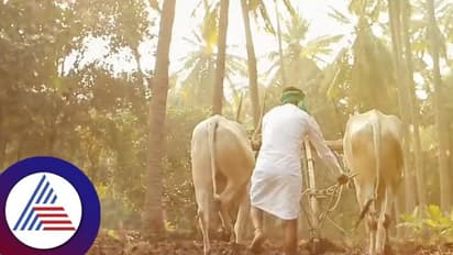 ರೈತರ ಮಕ್ಕಳಿಗೆ ಹೆಣ್ಣು ಸಿಗುತ್ತಿಲ್ಲ ಎಂಬುದರ ನಡುವೇ ರೈತರ ವೇಷದಲ್ಲಿ ಪ್ರಿ ವೆಡ್ಡಿಂಗ್ ಶೂಟ್ ವೈರಲ್ ವಿಡಿಯೋ!