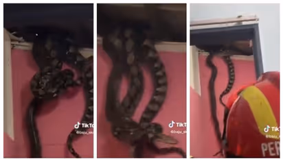 സ്വപ്നമോ യാഥാര്‍ത്ഥ്യമോ?; വീടിന്‍റെ സീലിംഗിൽ നിന്നും ഒന്നിന് പുറകെ ഒന്നായി കൂറ്റന്‍ പെരുമ്പാമ്പുകൾ താഴേക്ക് !