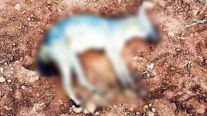 മലപ്പുറത്ത് 3 സ്ത്രീകളെ കുറുനരി കടിച്ചു, കുറുനരിയെ നായകൾ കടിച്ചുകൊന്നു; പേവിഷബാധ സ്ഥിരീകരിച്ചു, ജാഗ്രതാനിർദേശം