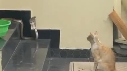 வீட்டிற்குள் நுழைய முயன்ற நாக பாம்பை தடுத்து நிறுத்திய செல்லப் பிராணியான பூனை; நெகிழ்ச்சி சம்பவம்!!