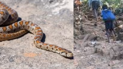 6 -കാരിക്ക് അണലിയുടെ കടിയേറ്റു, ഒരാഴ്ചക്കിടെ രണ്ടാം സംഭവം! കൂടുതൽ പാമ്പുപിടിത്തക്കാരെ ശബരിമലയിൽ വിന്യസിക്കും