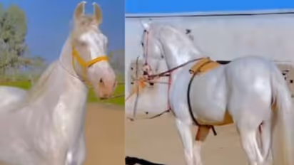 അമ്പമ്പോ എന്തൊരു ഭംഗി, കണ്ടാൽ കണ്ണെടുക്കില്ല, ഇത് ശരിക്കും കുതിരയോ അതോ പ്രതിമയോ?