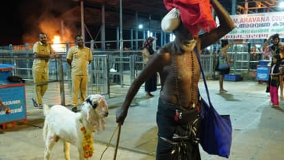 ജമ്നാപ്യാരിയെ 18ാം പടിക്ക് താഴെ കെട്ടി ദ‍ര്‍ശനത്തിന് പോയി,  ഇണങ്ങാതെ നിൽപ്! കൗതുകമായി അയ്യപ്പനുള്ള കാണിക്ക 