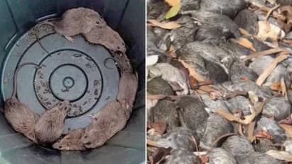 ஆஸ்திரேலிய கடற்கரையில் படையெடுக்கும் ஆயிரக்கணக்கான எலிகள்.. அச்சத்தில் மக்கள்.. 