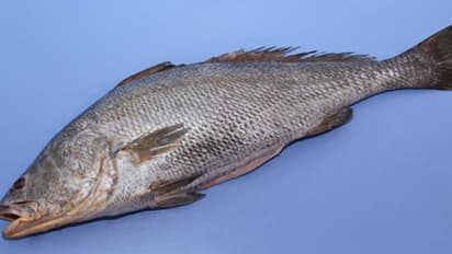 ഇറച്ചി മാത്രമല്ല വായു അറ പോലും വിലയേറിയത്, മരുന്നിനും വീഞ്ഞിലും ഇടം, ഗുജറാത്തിന്റെ ഔദ്യോഗിക മത്സ്യമായി 'ഗോൽ'