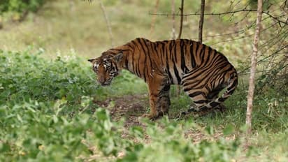 Tiger’s fatal demise in Bandipur after fight with wild animals, allegations of forest officers' negligence
