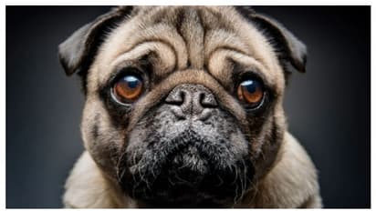 ആഗോള നായപ്രേമികളെ ക്ഷണിച്ച് ഗൾഫ് നഗരം; ഗ്ലോബല്‍ ഡോഗ് ഫെസ്റ്റിവലിനൊരുങ്ങി സൗദി തലസ്ഥാനം