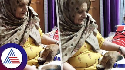 ಎಷ್ಟೊಳ್ಳೆ ಮಗ ಇದು...ಅಂತ ಅಜ್ಜಿ ಮುದ್ದಿಸ್ತಾ ಇದ್ರೆ ಮಡಲಲ್ಲೇ ನಿದ್ರೆ ಹೋಯ್ತು ನಾಯಿಮರಿ