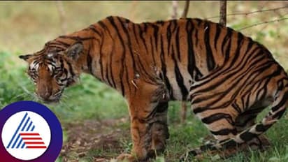 ಕಾಡಂಚಿನ ಗ್ರಾಮಗಳ ಜನರ ನಿದ್ದೆಗೆಡಿಸಿದ ನರಭಕ್ಷಕ; ಹುಲಿ ದಾಳಿಗೆ ದನಗಾಯಿ ಮಹಿಳೆ ಬಲಿ!