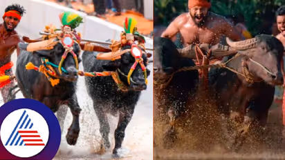 ಬೆಂಗಳೂರು ಕಂಬಳಕ್ಕೆ ಅದ್ಧೂರಿ ತೆರೆ; ಕಾಂತಾರದಲ್ಲಿ ರಿಷಬ್ ಓಡಿಸಿದ್ದ ಕೋಣಗಳಿಗೆ ಪ್ರಥಮ ಬಹುಮಾನ!