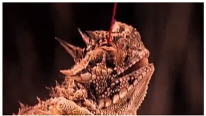 നിറം മാറും, കണ്ണില്‍ നിന്നും രക്തം ചീറ്റും, ബലൂണ്‍ പോലെ വീര്‍ക്കും; എല്ലാം ശത്രുക്കള്‍ക്കെതിരെ മാത്രം ! 