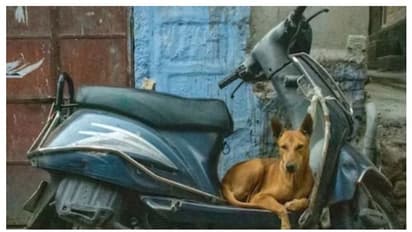 മകന്‍റെ മരണത്തിന് കാരണമായ തെരുവ് നായയെ ദത്തെടുത്ത് കുടുംബം !