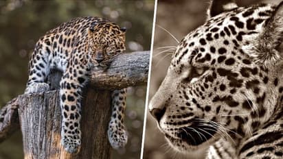 International Jaguar Day 2023: Date, history and significance